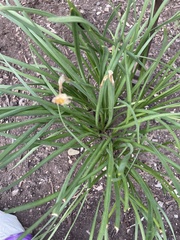 Hemerocallis lilioasphodelus