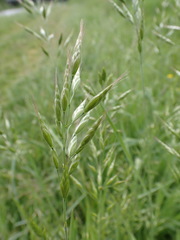 Bromus hordeaceus hordeaceus
