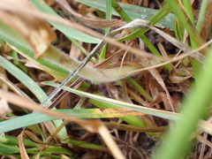 Bromus hordeaceus hordeaceus