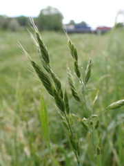 Bromus hordeaceus hordeaceus