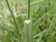 Bromus hordeaceus hordeaceus
