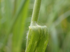 Bromus hordeaceus hordeaceus