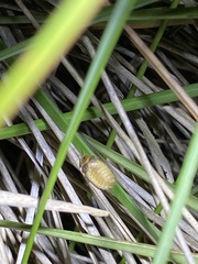 Lamprohiza mulsantii