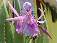Encyclia adenocaula