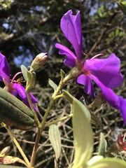 Andesanthus paleaceus