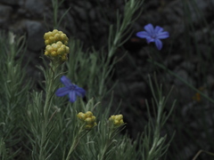 Helichrysum stoechas stoechas