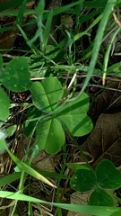 Trifolium subterraneum
