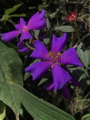 Andesanthus paleaceus