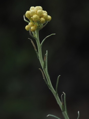 Helichrysum stoechas stoechas