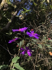 Andesanthus paleaceus