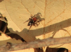 Habronattus forticulus