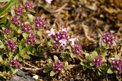 Thymus praecox praecox