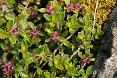 Thymus praecox praecox