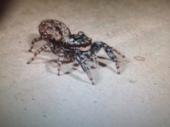 Marpissa muscosa
