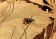 Habronattus forticulus