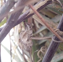 Dione juno miraculosa