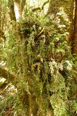 Tmesipteris tannensis