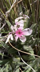 Phlox hirsuta