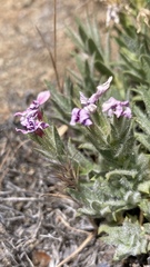 Phlox hirsuta