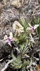 Phlox hirsuta
