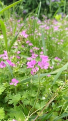 Geranium molle