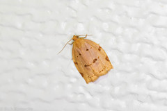 Archips rileyana