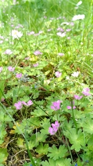 Geranium molle