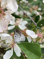 Lomographa semiclarata
