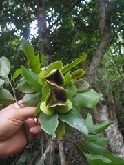 Semialarium mexicanum