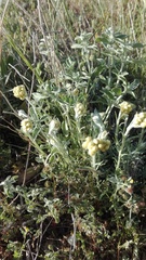 Mercurialis tomentosa