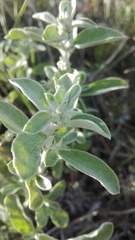 Mercurialis tomentosa