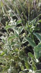 Mercurialis tomentosa