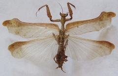 Pseudacanthops