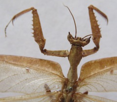 Pseudacanthops