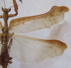 Pseudacanthops