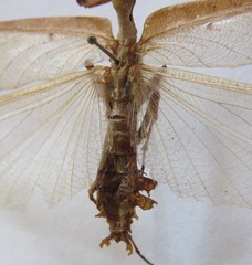 Pseudacanthops