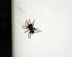 Latonigena