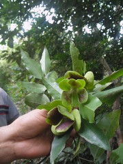 Semialarium mexicanum