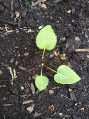 Campanula rapunculoides