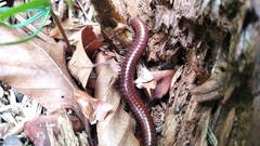 Pachyiulus hungaricus