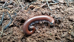 Pachyiulus hungaricus