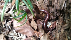 Pachyiulus hungaricus