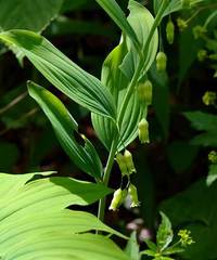 Polygonatum