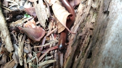 Pachyiulus hungaricus