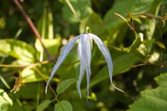 Clematis occidentalis grosseserrata