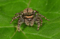 Marpissa muscosa
