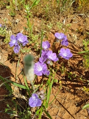 Phacelia strictiflora