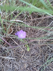 Phacelia strictiflora