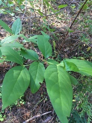 Calycanthus occidentalis
