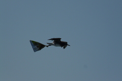 Ichthyaetus leucophthalmus